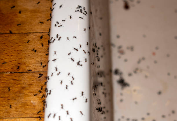 Reliable Ross, OH Pest Control Solutions